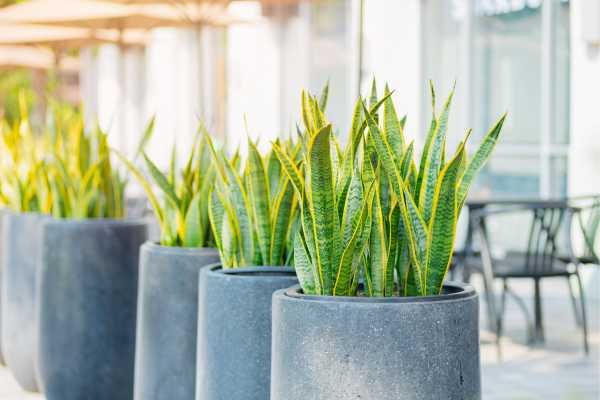 Plantas fáceis de cuidar: Espada de São João