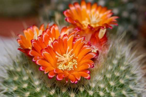 Plantas fáceis de cuidar: Cactos