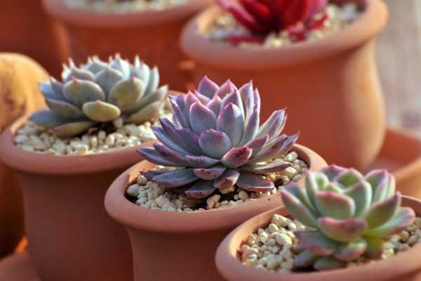 Plantas fáceis de cuidar: Suculentas