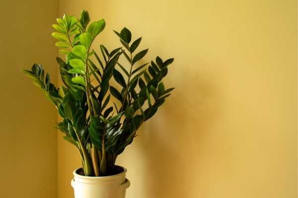 Plantas fáceis de cuidar: Zamioculca