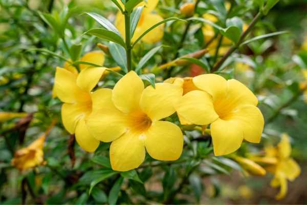 Alamanda Plantas trepadeiras