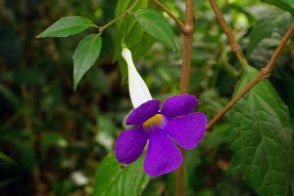 Tumbergia Plantas trepadeiras