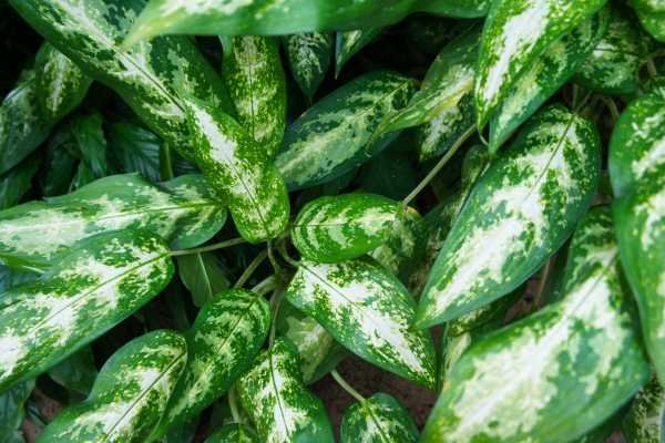 Aglaonema Plantas que não precisam de sol
