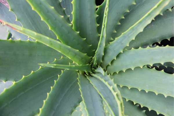 Aloe vera - Suculentas