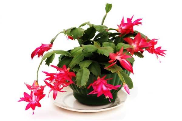 Cacto de natal Plantas que não precisam de sol