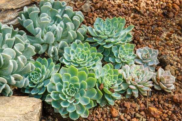 Echeveria - Suculentas