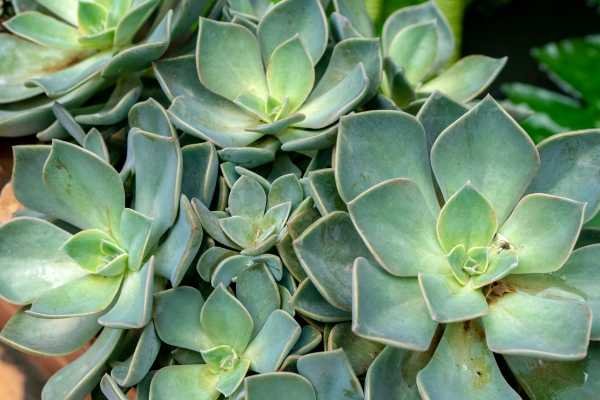 Echeveria Plantas que não precisam de sol