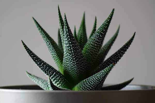 Haworthia - Suculentas