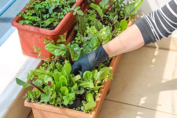 8 passos para fazer uma horta orgânica em casa