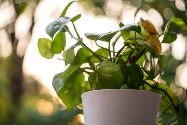 Jiboia Plantas que não precisam de sol