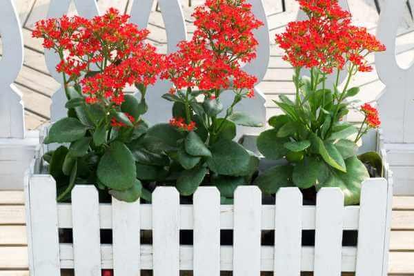 Kalanchoe - Suculentas