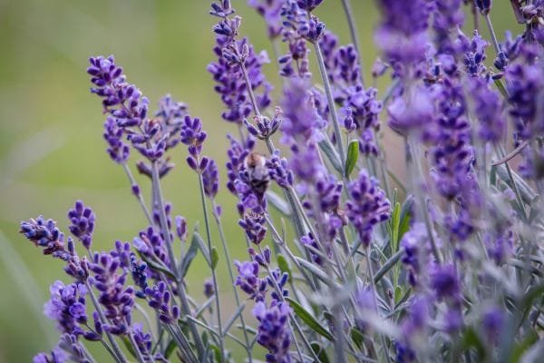 Lavanda: Guia completo para cultivar em casa