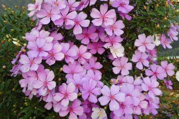 Manacá-da-serra: Como Plantar e Fazer sua Árvore Florescer