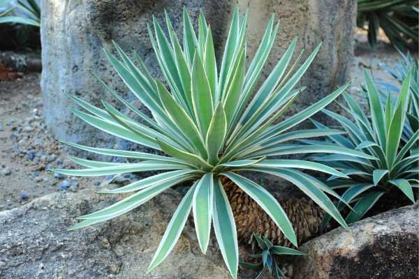 Plantas resistentes ao sol Agave