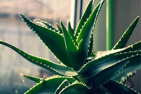 Plantas resistentes ao sol Babosa