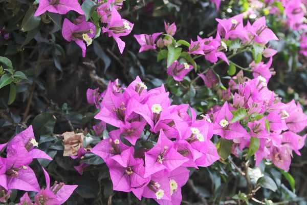 Plantas resistentes ao sol Bougainvillea