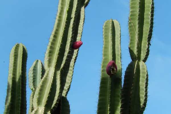Plantas resistentes ao sol cacto