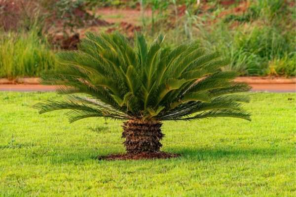 Plantas resistentes ao sol Cica