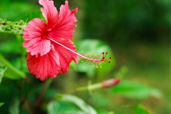 Plantas resistentes ao sol Hibisco