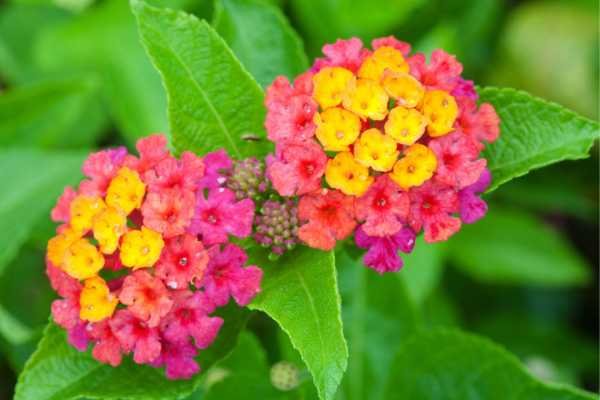 Plantas resistentes ao sol Lantana
