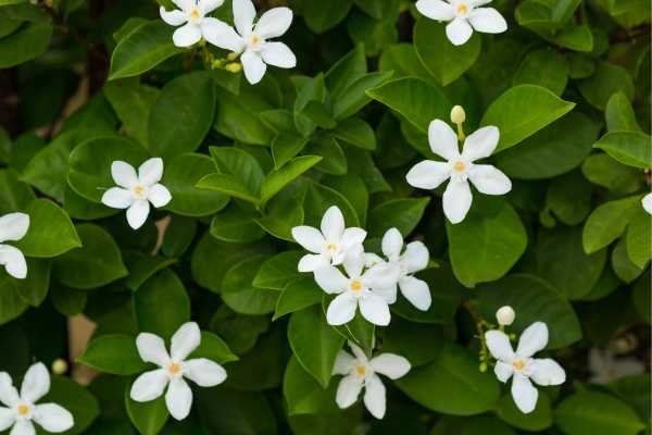 Plantas trepadeiras: Jasmim-estrela (Trachelospermum jasminoides)