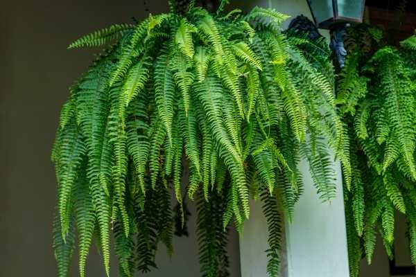 Samambaia Plantas que não precisam de sol