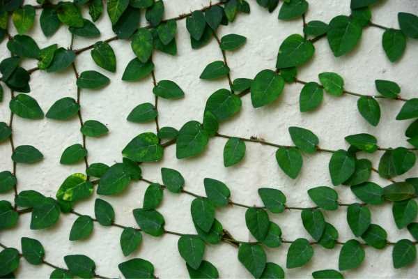 Unha de gato Plantas trepadeiras