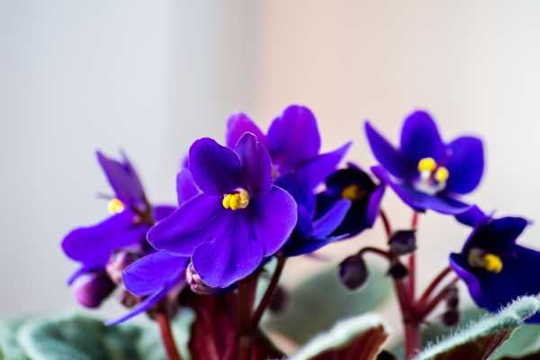 Violeta da África Plantas que não precisam de sol