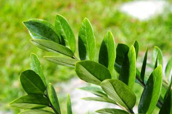 Zamioculcas Plantas que não precisam de sol